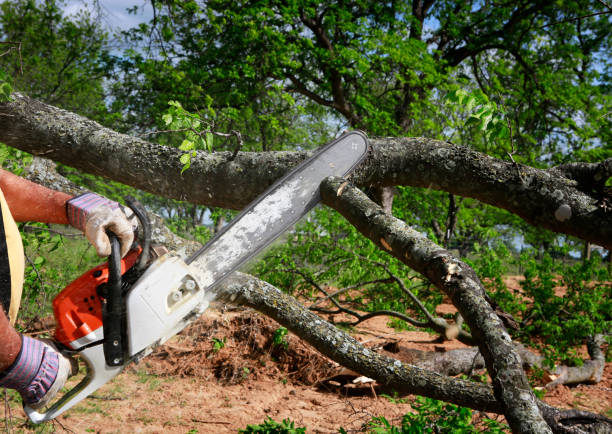 Best Arborist Services Near Me  in USA